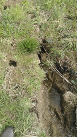 Vole Hole Vole Hole
